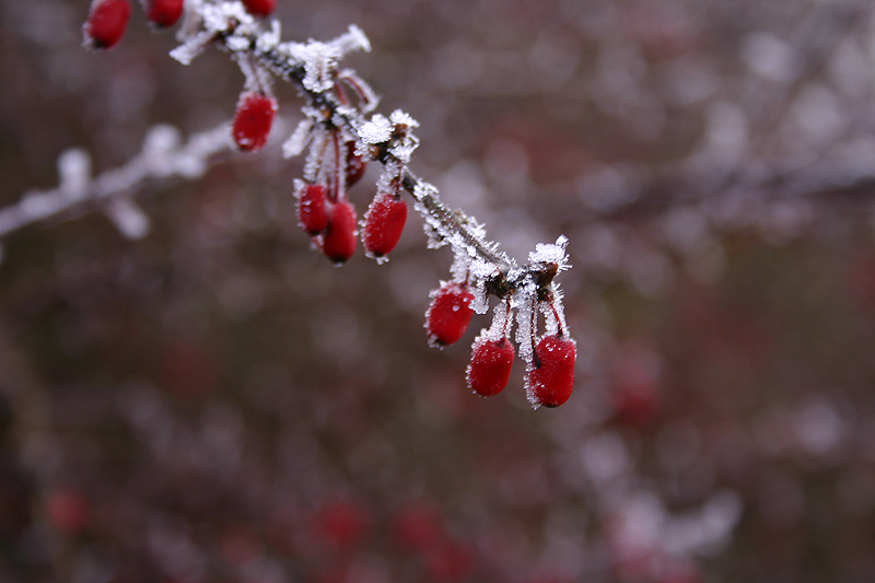 a frost covered nch with small berries hanging from it