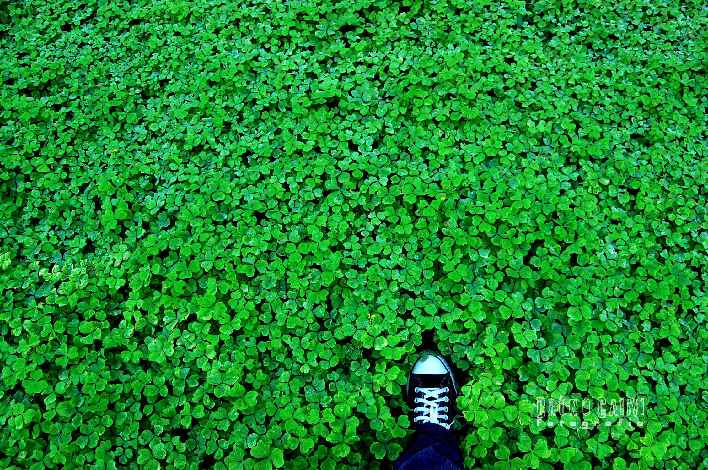 a person standing on the ground surrounded by green plants