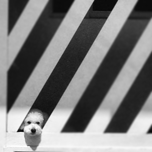 an adorable little white dog peeking out from behind a closed gate