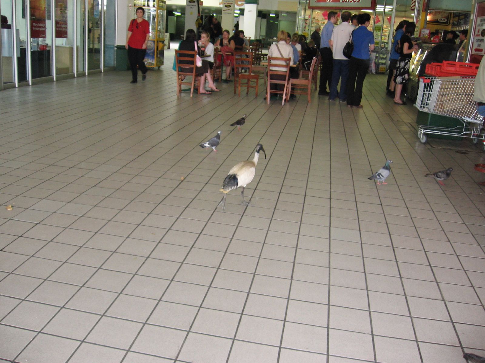 birds sitting on the tiled floor in the middle of a mall