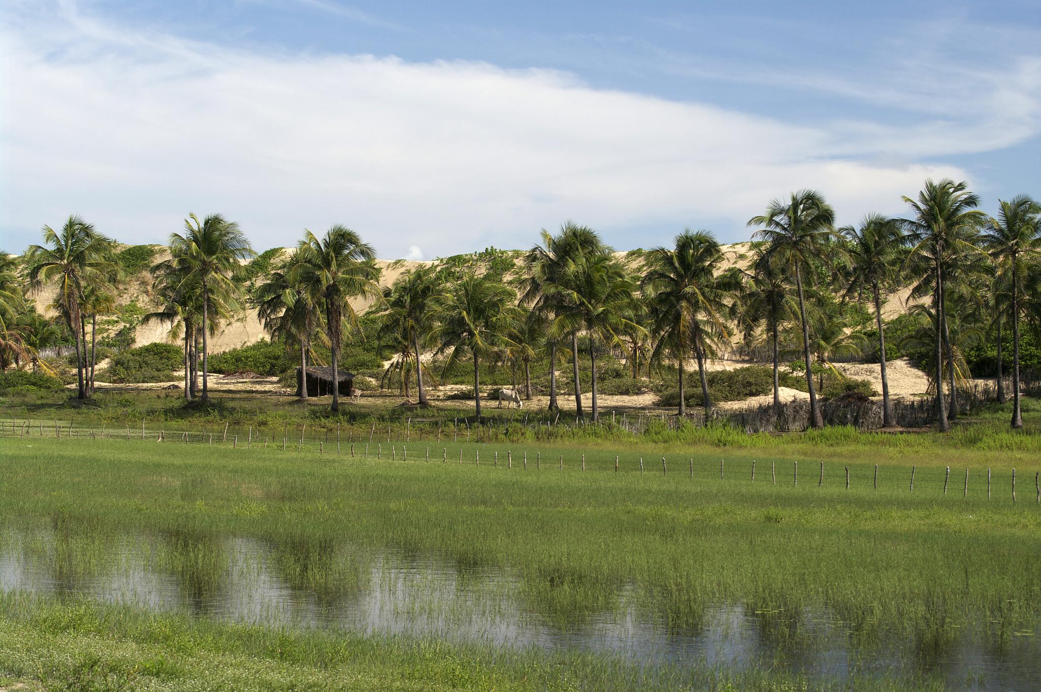 an area with lots of palm trees, grass and water