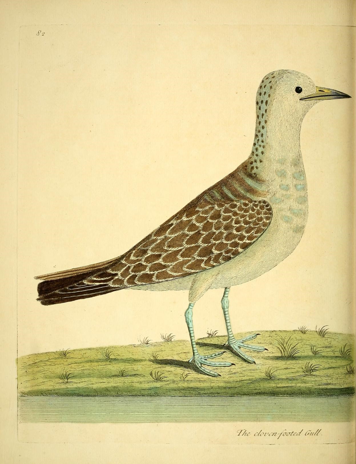 a drawing of a bird standing on some grass