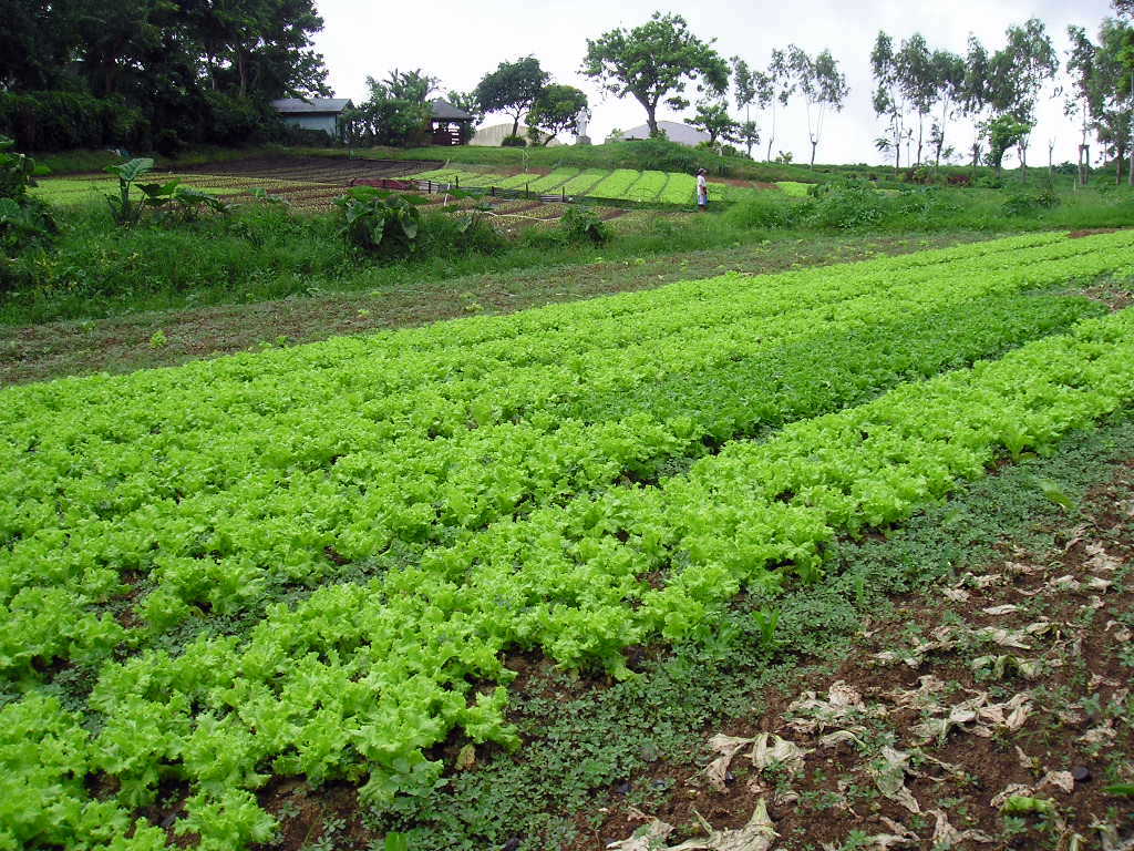 rows of green leaves in a farm area