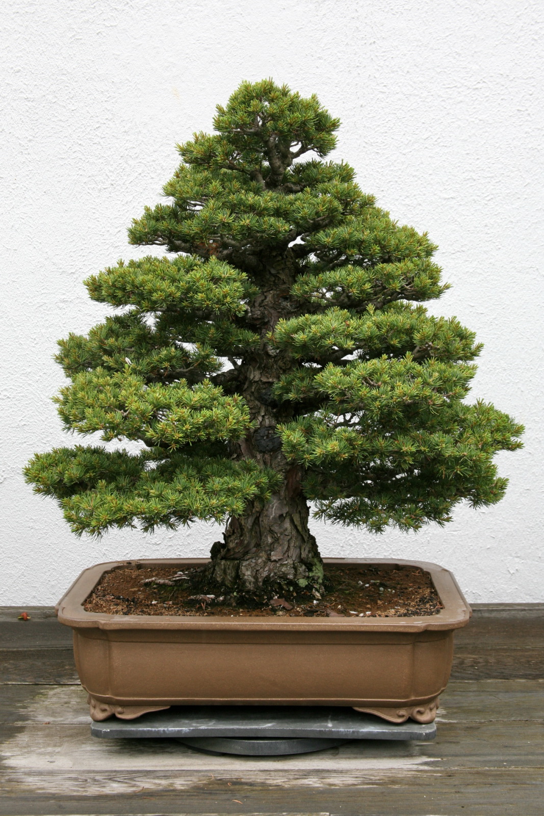 a small evergreen tree is in a container