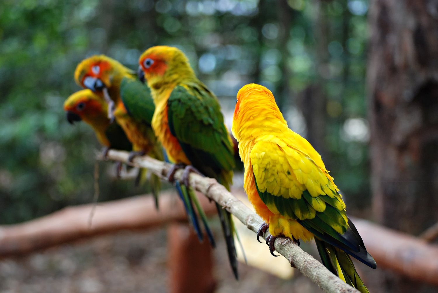 a flock of birds are perched on a tree nch