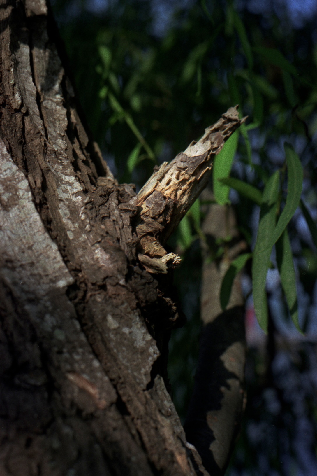 a lizard is resting on a tree nch