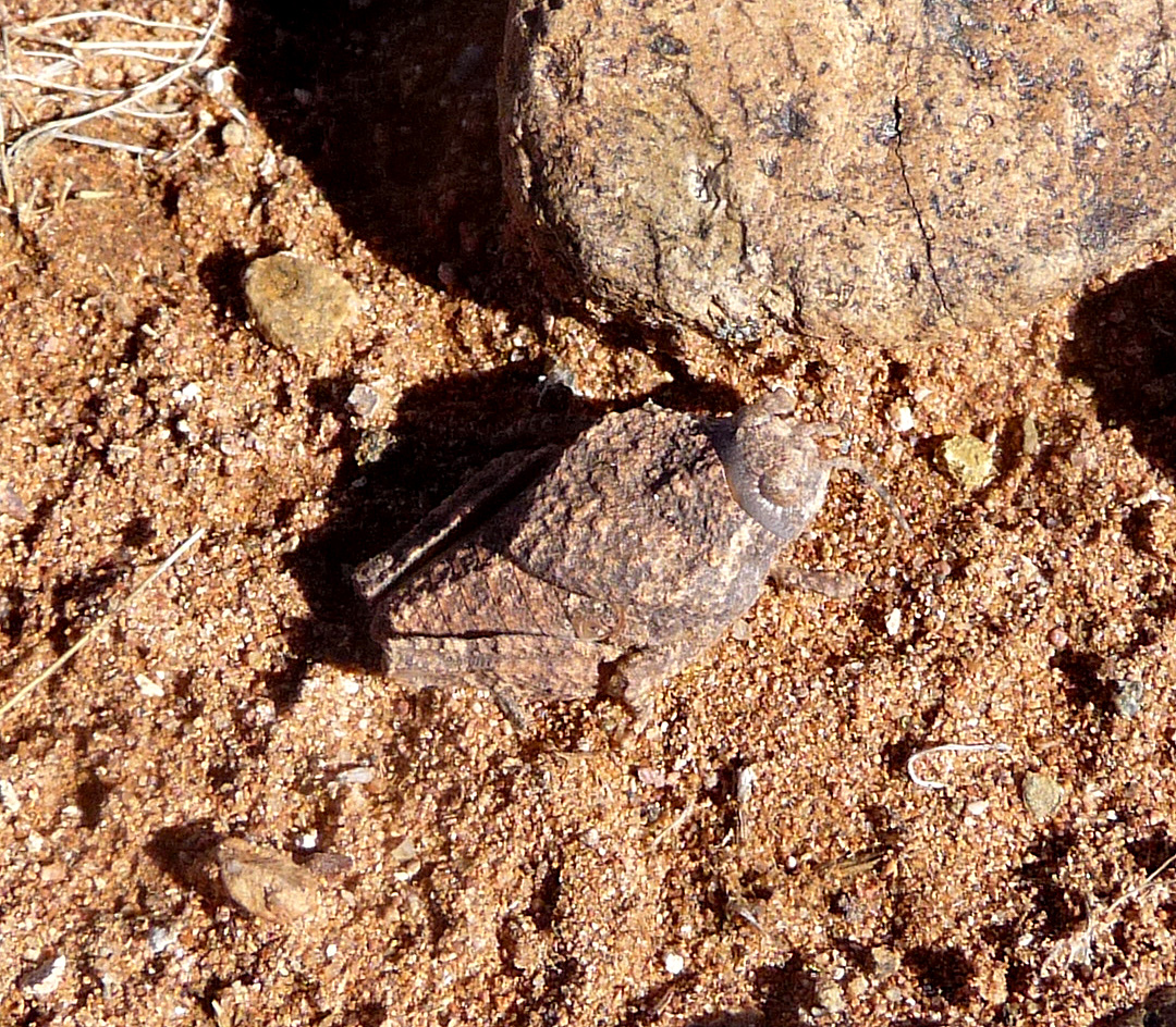 two rocks in the dirt with a bird standing on them