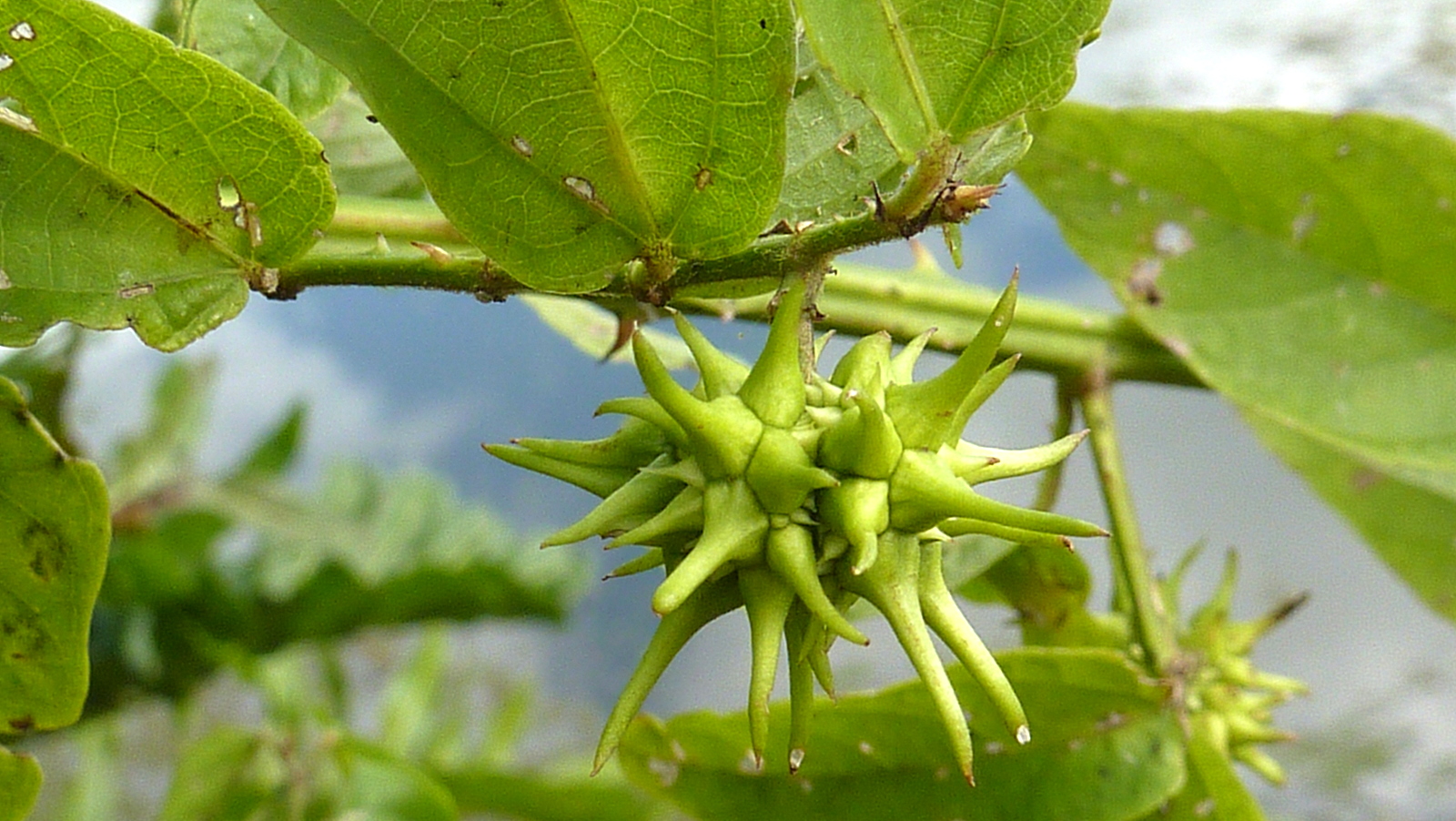 many green buds are on the nch of this tree