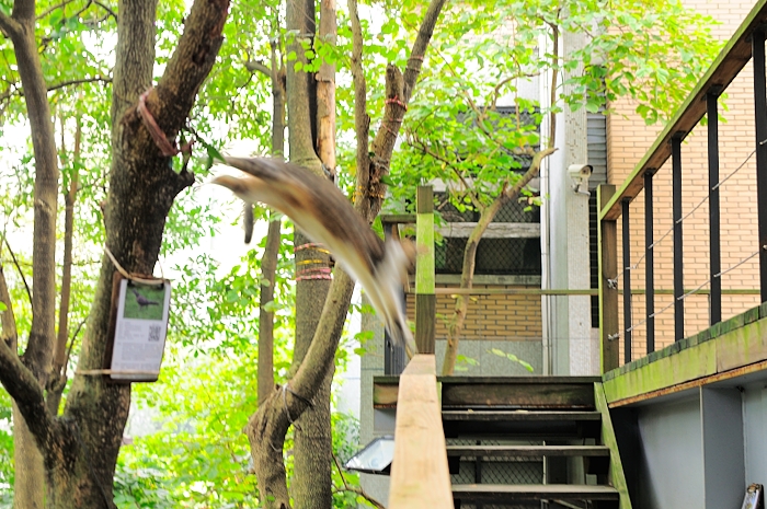 a bird flying towards a staircase next to trees