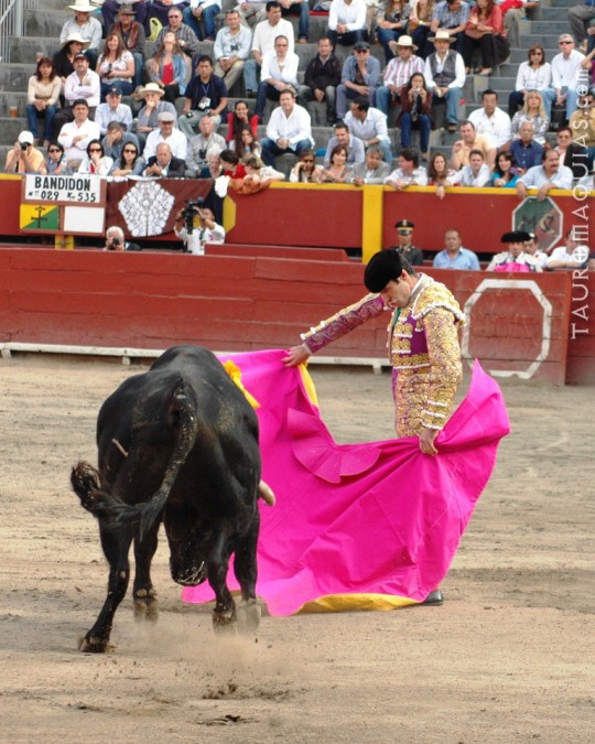 a bull being pulled by a bull inside an arena