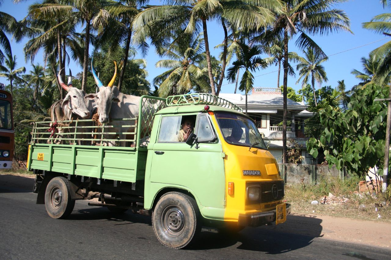 the truck is traveling down the street and it has two cows in it