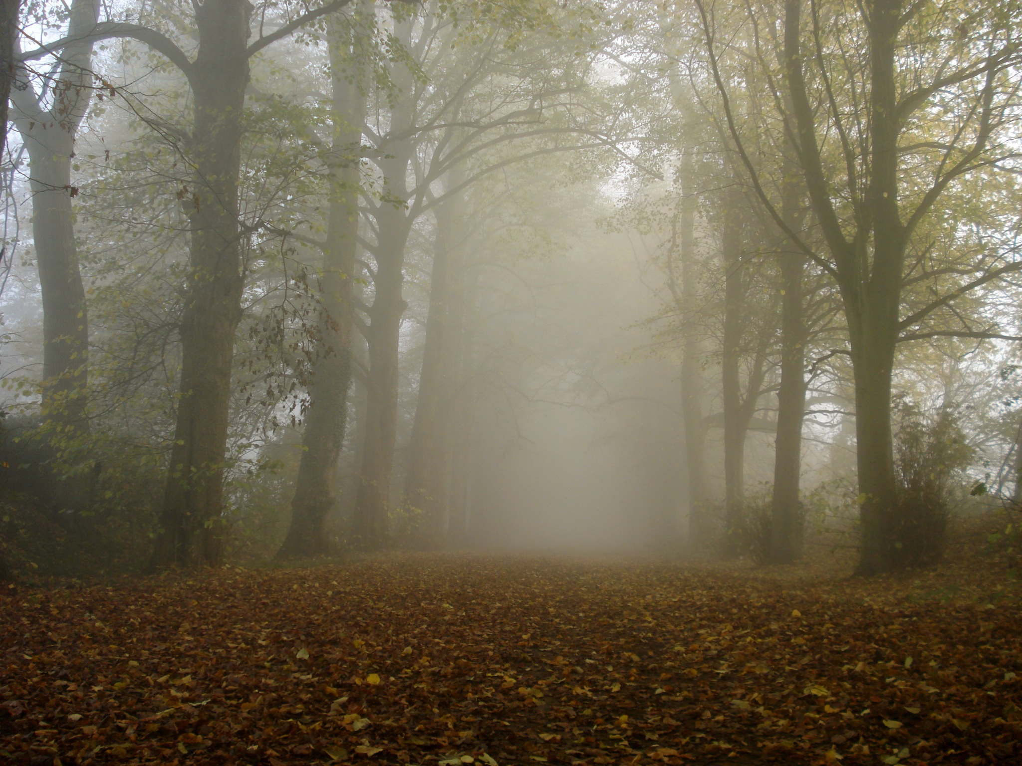 a foggy and heavily forested area with trees