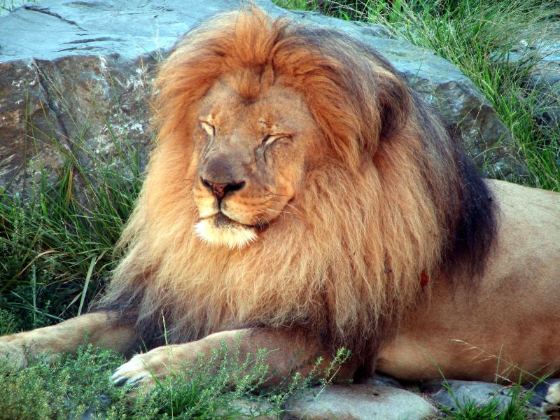 a large adult lion laying down next to rocks