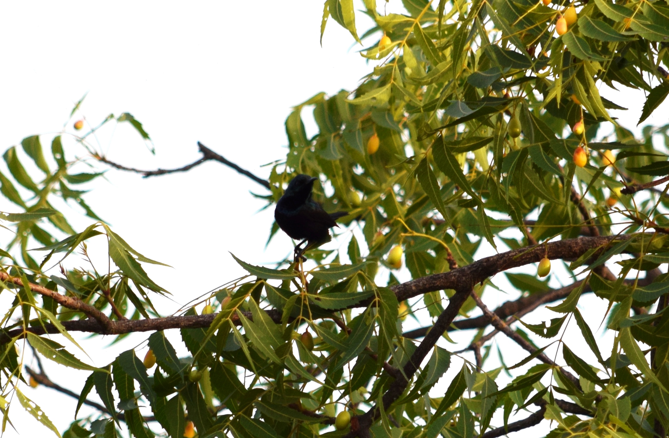 a black bird is sitting in the middle of some tree nches