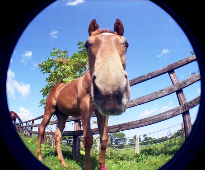 a horse that is standing near a wooden fence