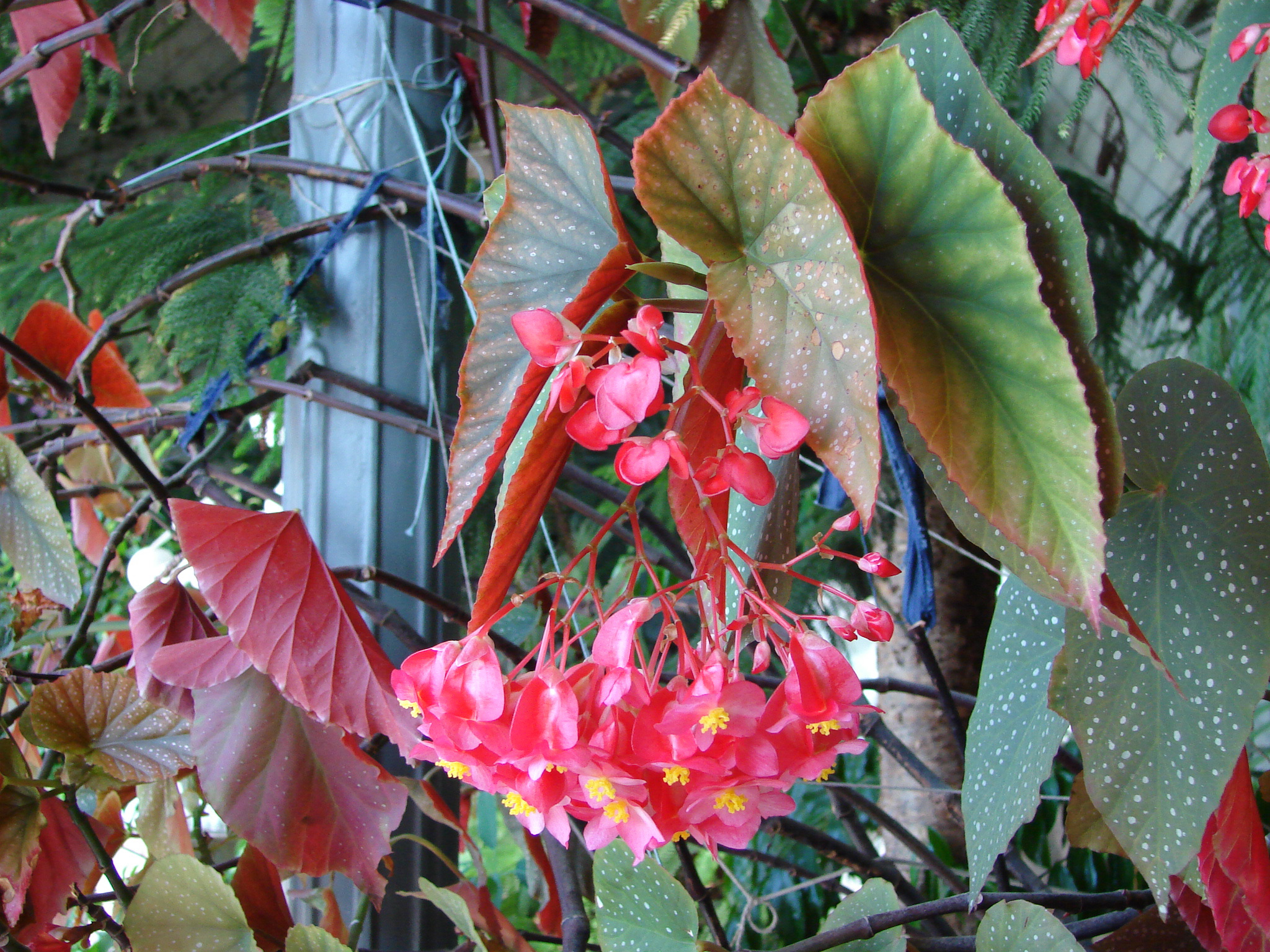 this is a po of red flower and green leaves