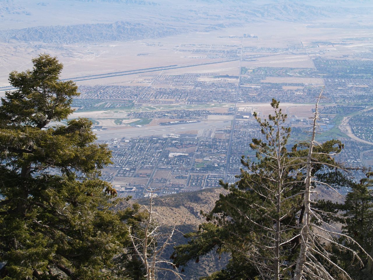 a group of trees with a view of a city