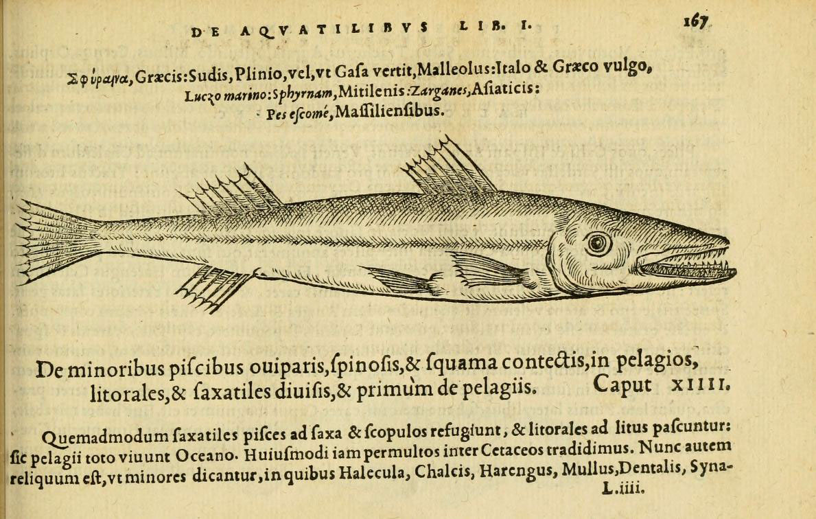 an image of an ancient fish on paper