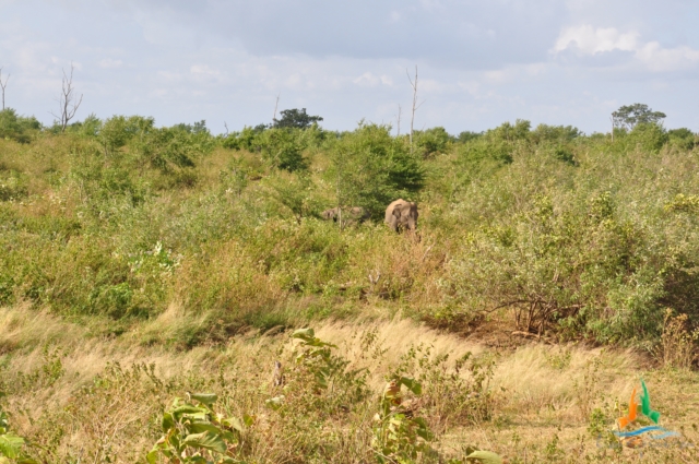 two elephants grazing in an open field, surrounded by brush