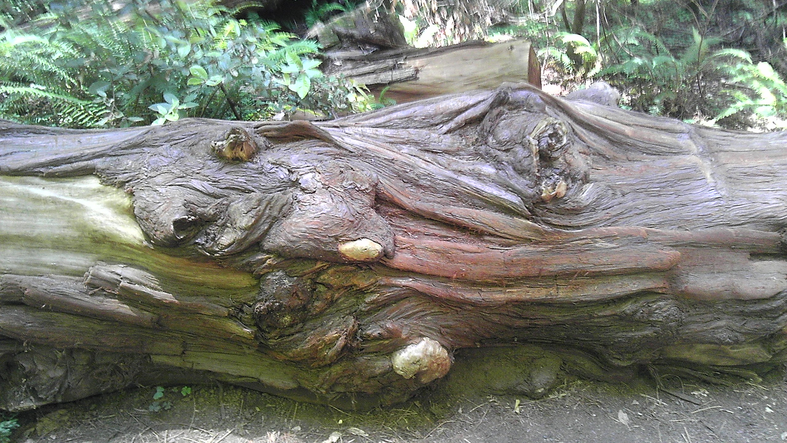 a close up of a big log in the woods