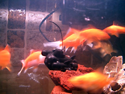 many gold fish swimming in a large glass aquarium