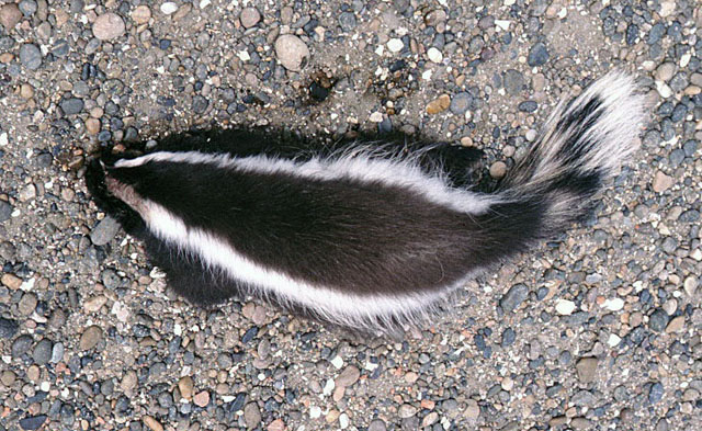 a skunka is seen walking around the ground