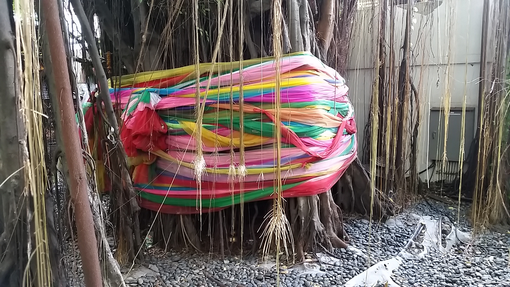 large group of colored pieces of string tied to trees