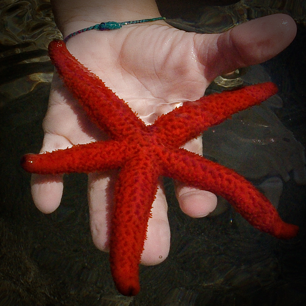 someone holding a red starfish in the water