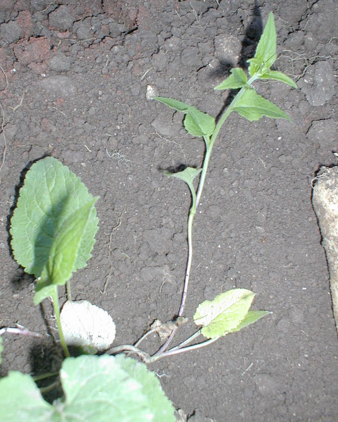 a plant is growing on the ground with a cement surface