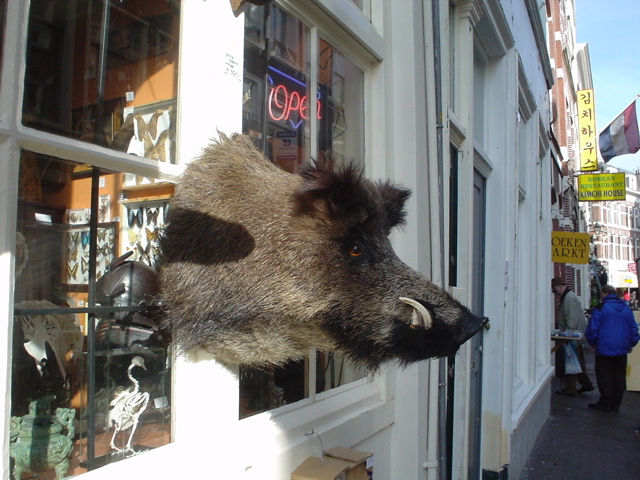 a fake stuffed animal head hanging in a window