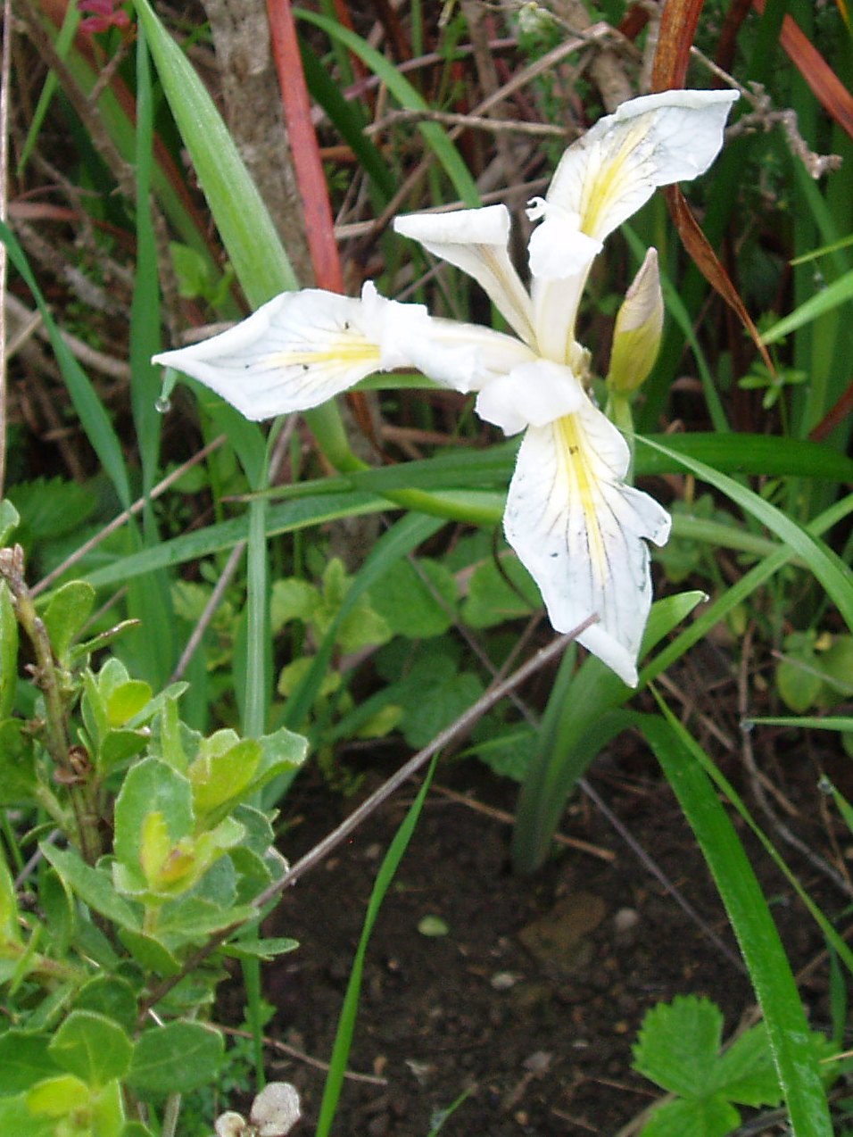 some white and yellow flowers on a field