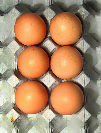 four brown eggs laying in a carton of plastic wrap