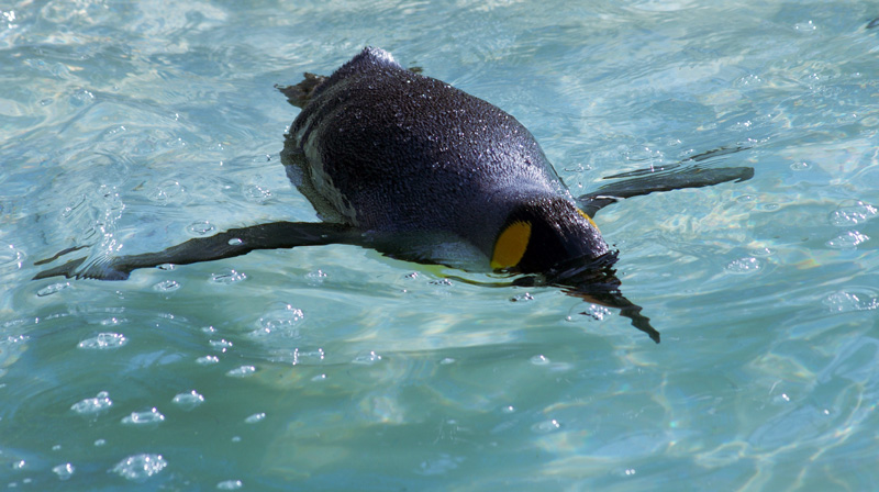 a penguin floating on its stomach in the water