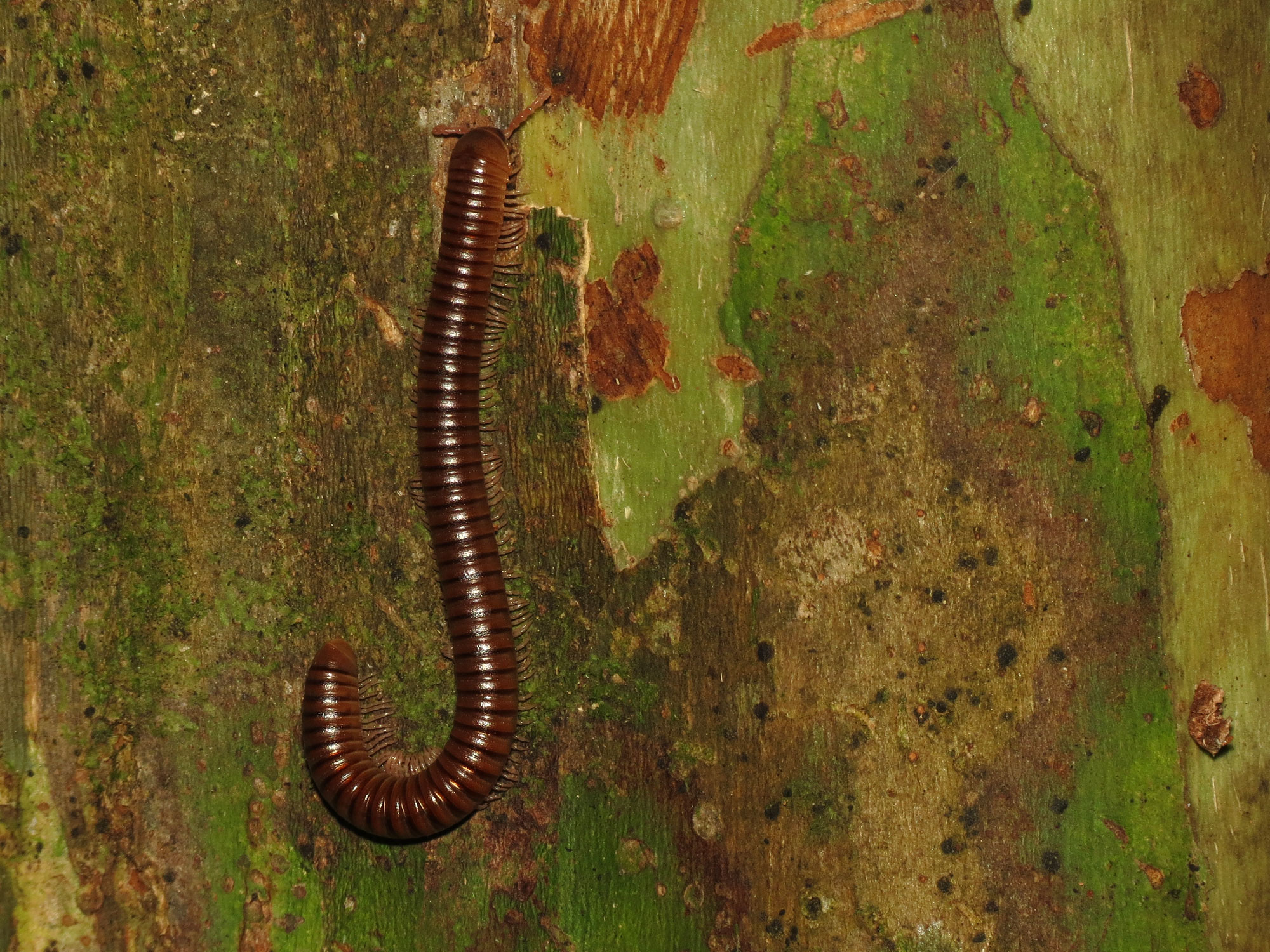 a brown caterpillar is walking along the green tree