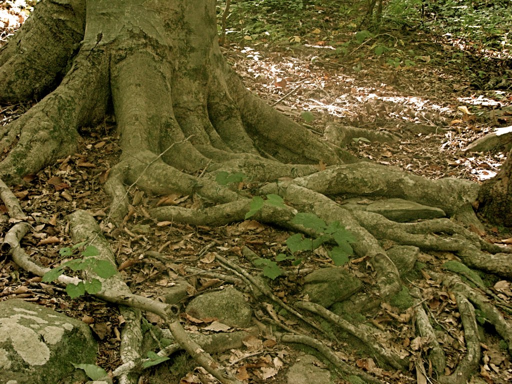 the trunk of a tree that is showing its roots
