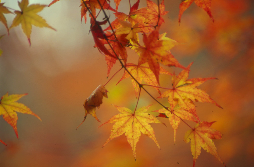 an autumn color blurry image with leaves that are changing colors