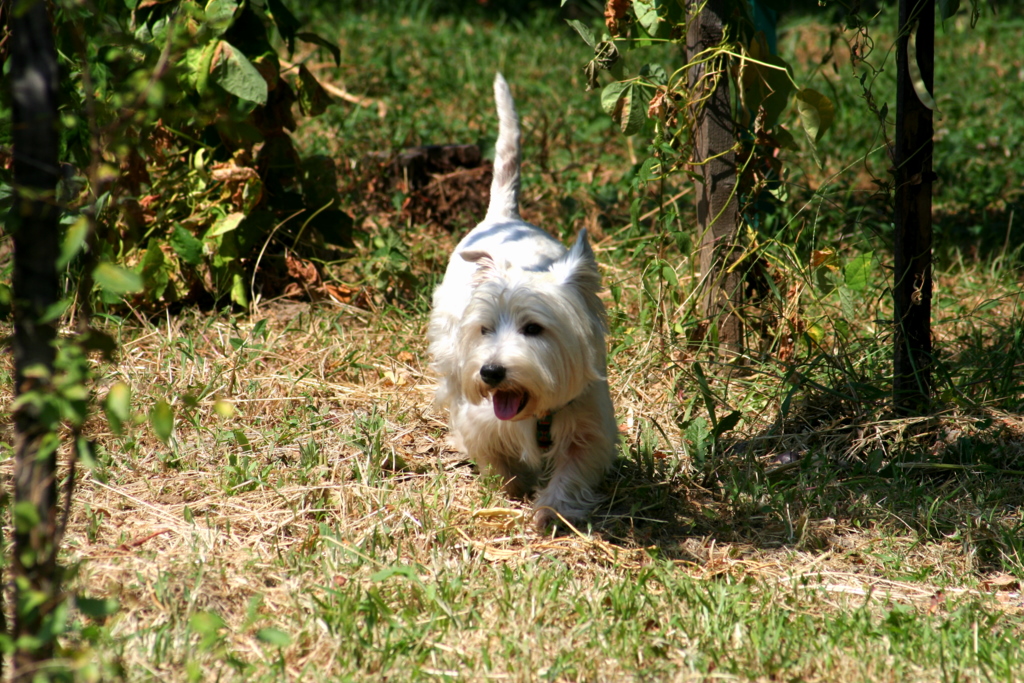 a little white dog running through the grass