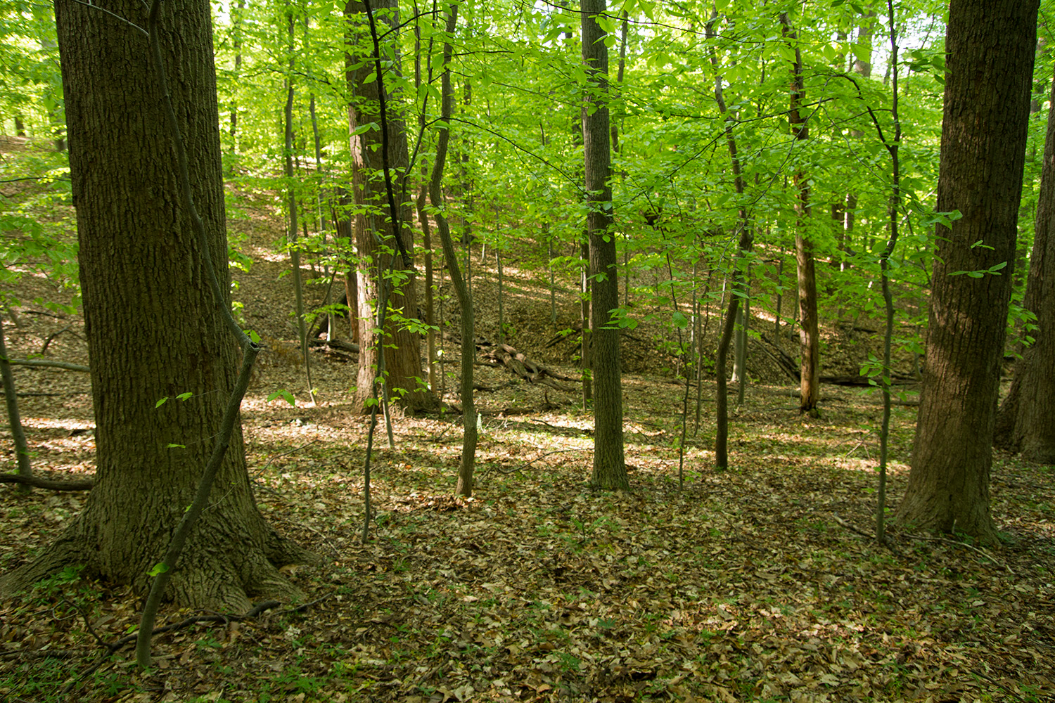 a group of trees in a grassy forest