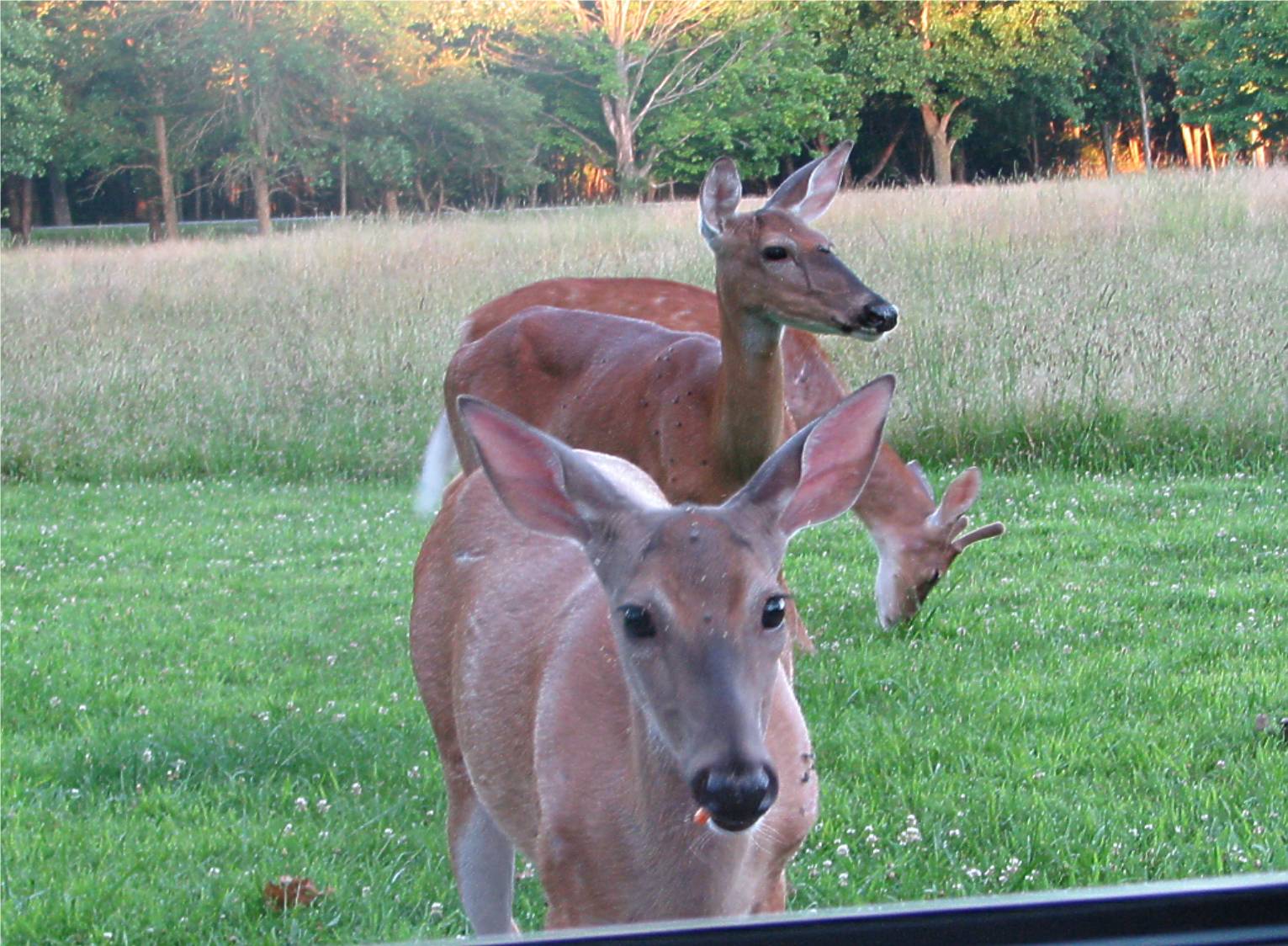 two deers standing in a grassy field outside