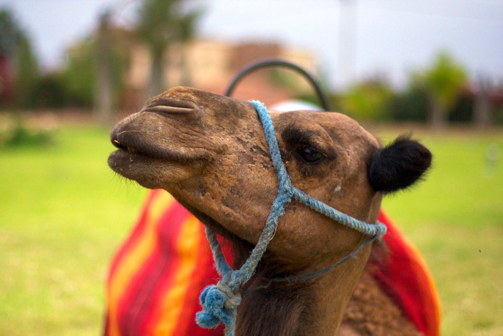 a close up of the head and back of a camel with a colorful cloth covering