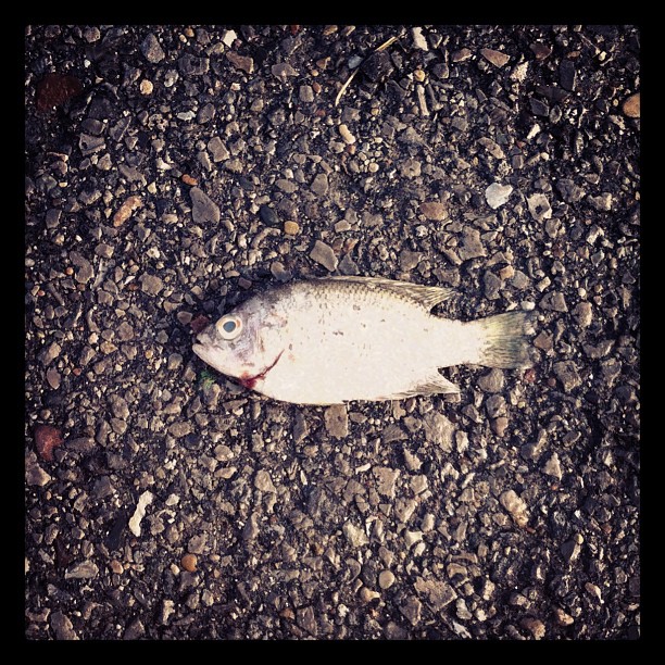 a small white fish is laying on the ground