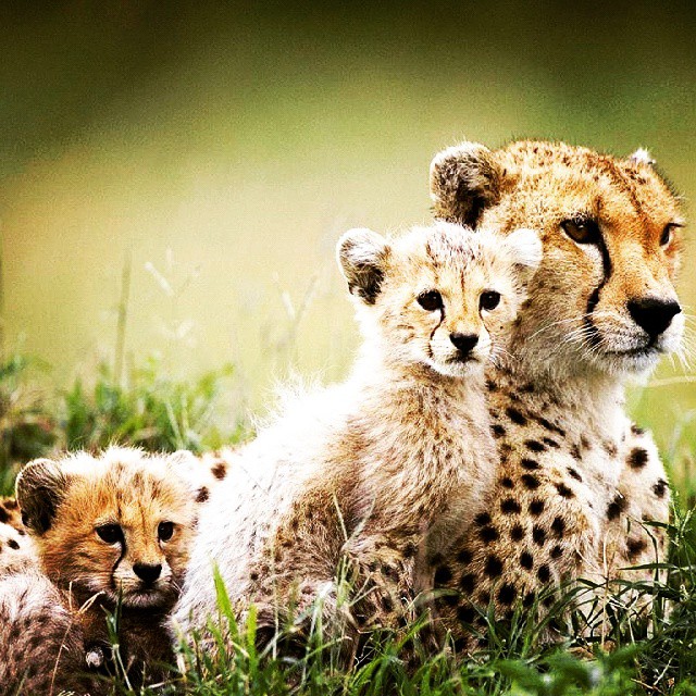 the baby cheetah is laying next to her mom in the grass