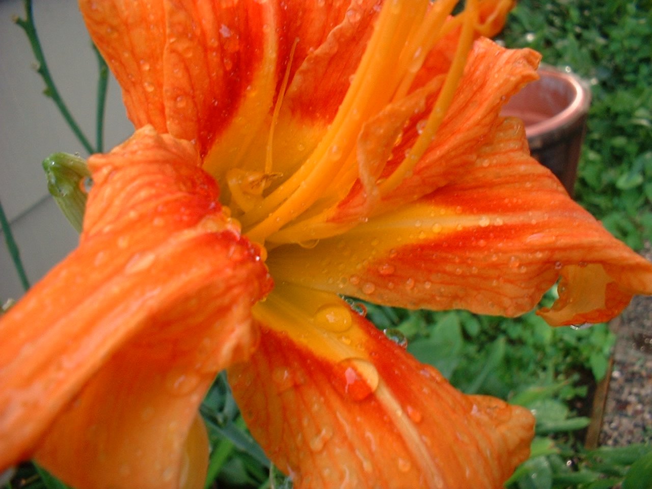 an orange flower with water drops on it