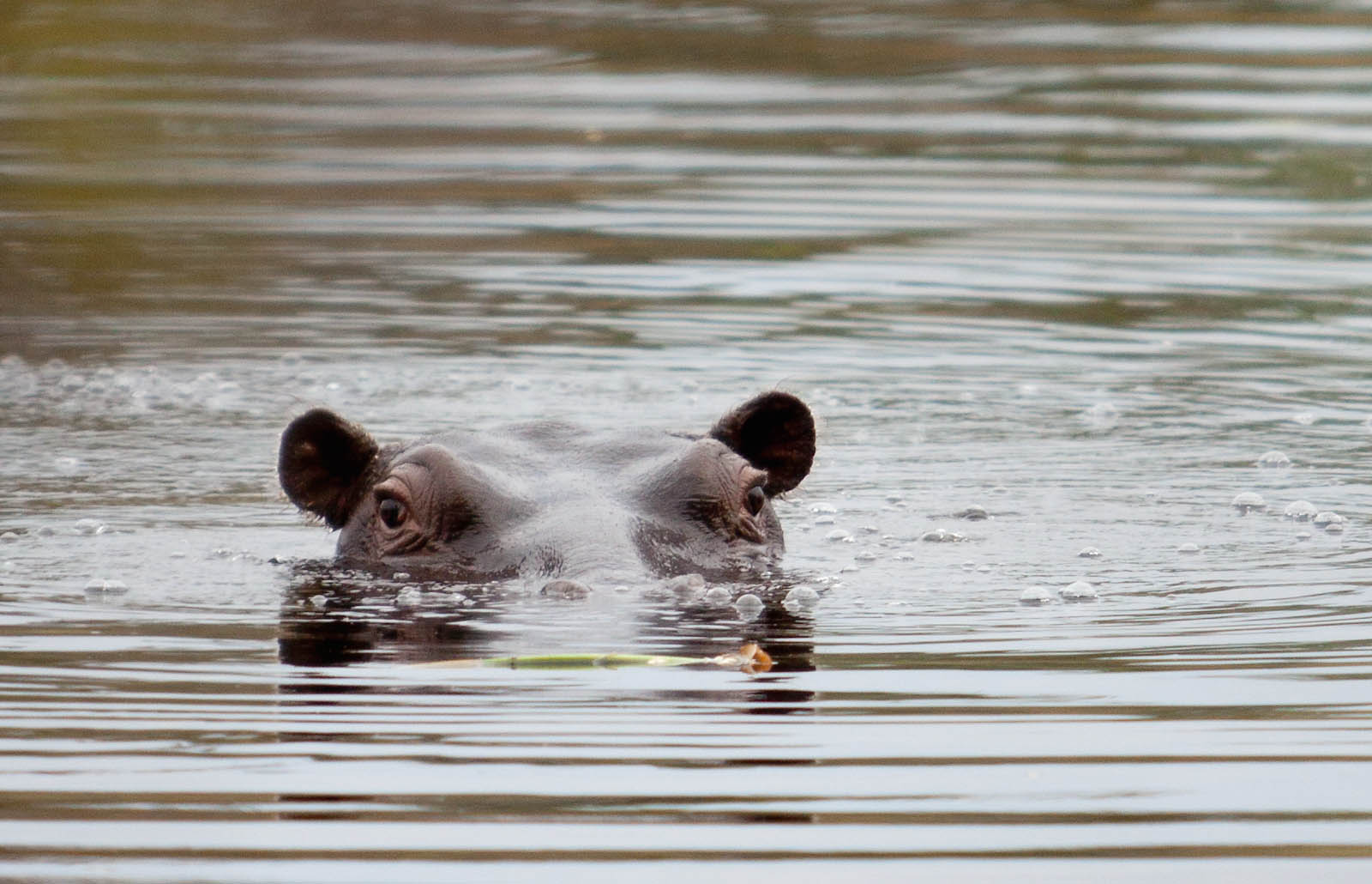 a hippo swimming in the water and getting ready to pounce