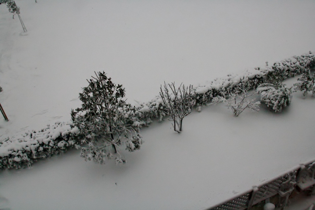 some trees and bushes covered with snow