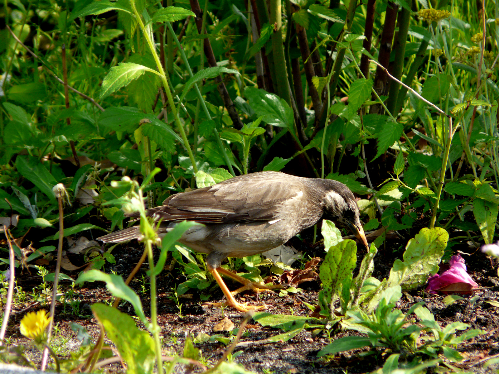 a small bird on the ground in a field