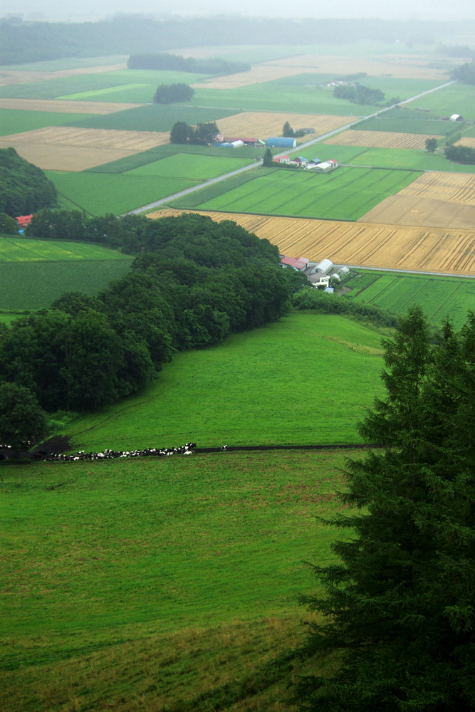 an aerial view of trees, farmland and a forest