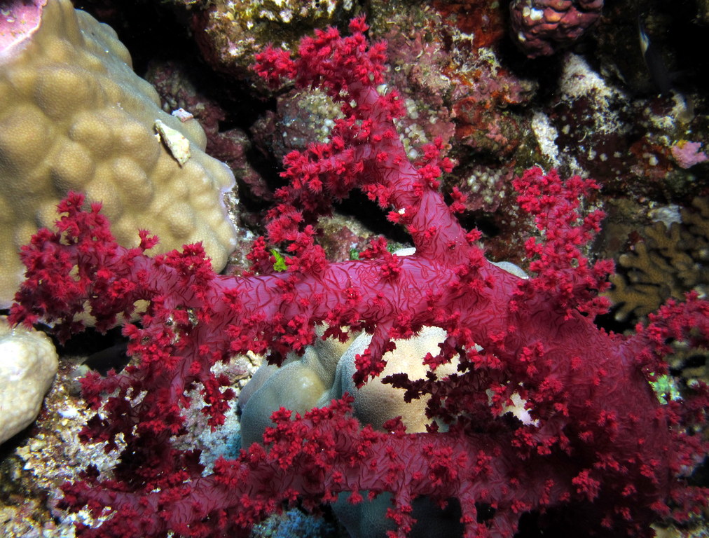 close up of a sea weed on a coral