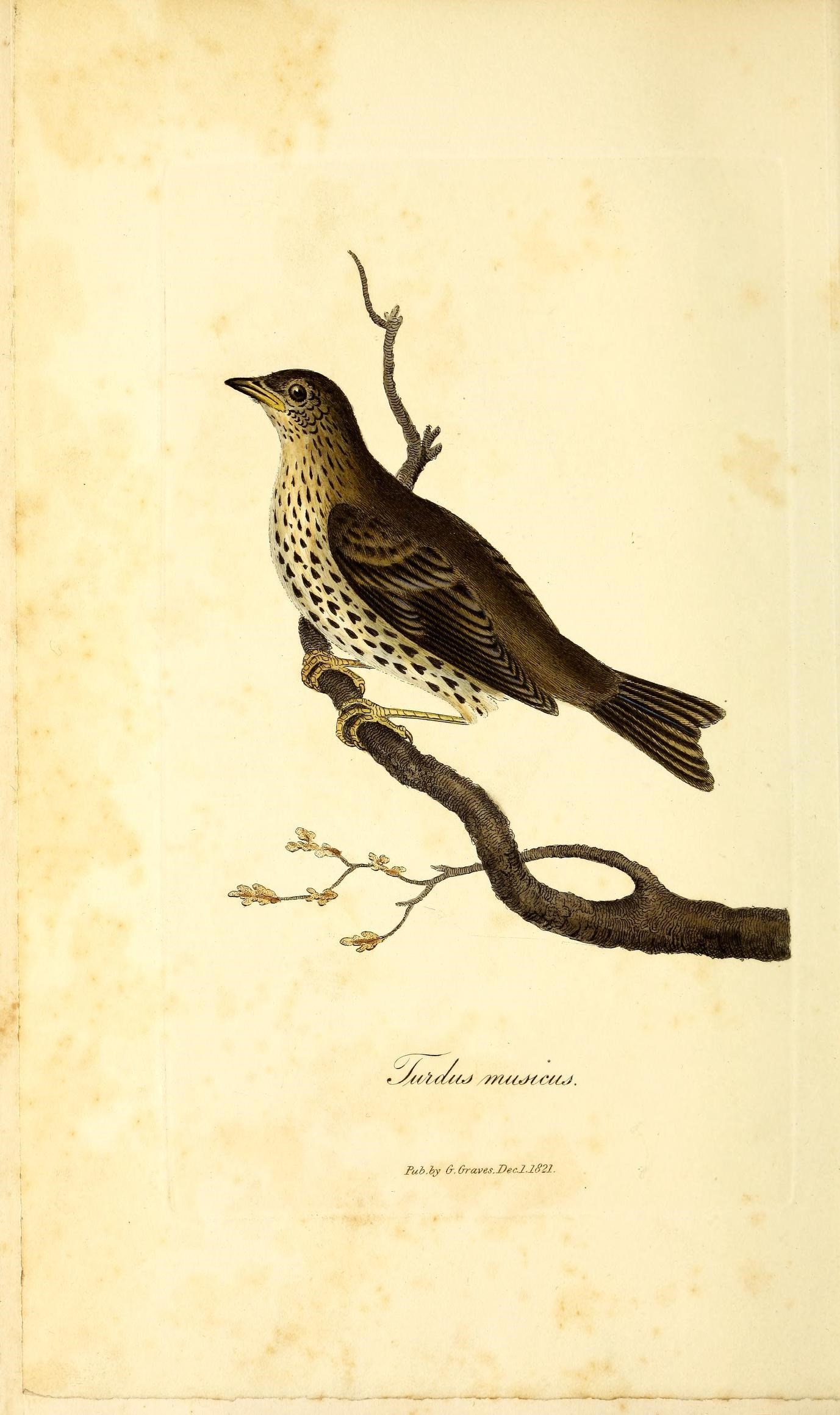 a drawing of a bird on a tree nch