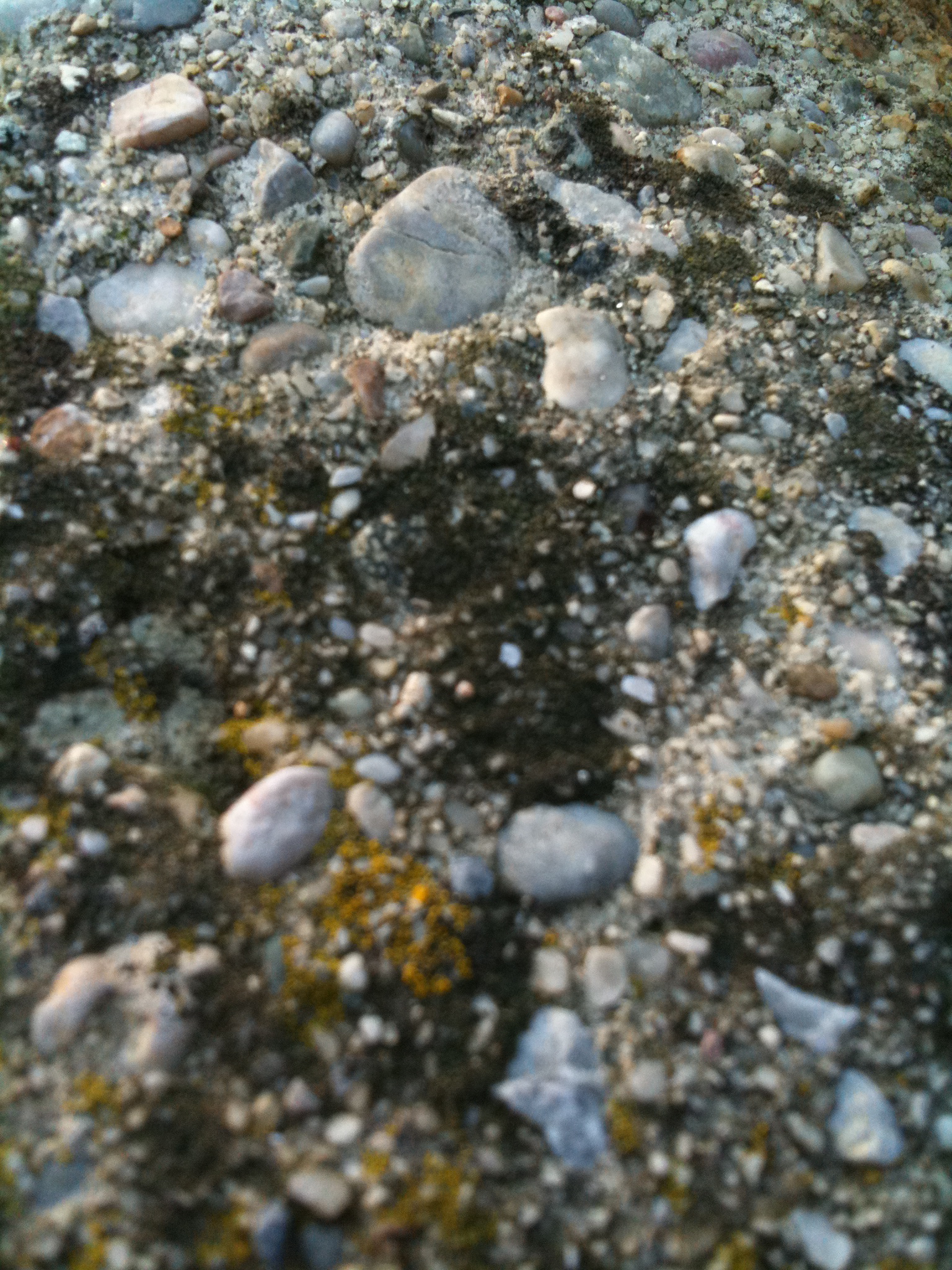 rocks and seaweed are on the ground